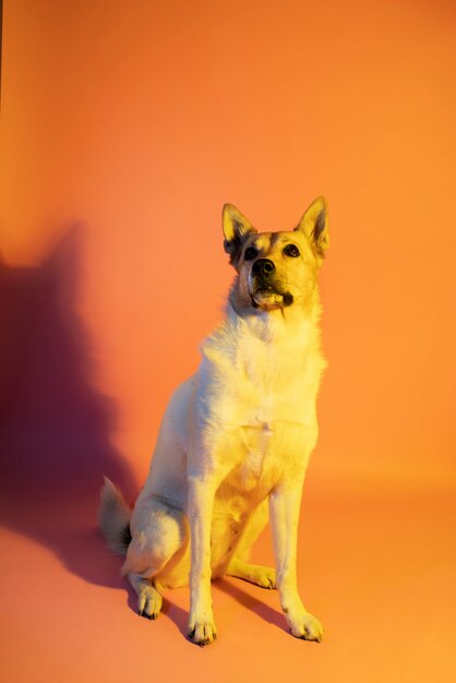 Retrato de cão pastor alemão em iluminação gradiente