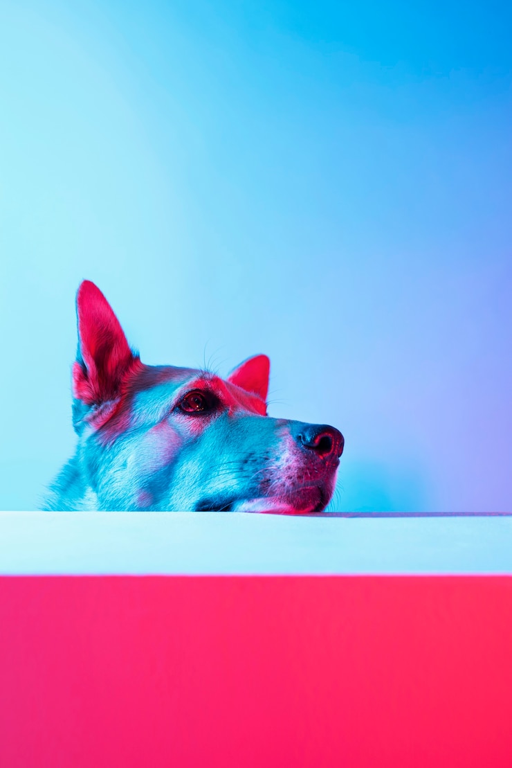 Foto grátis retrato de cão pastor alemão em iluminação gradiente
