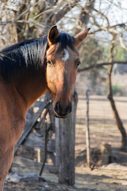 Retrato de cavalo castanho no campo