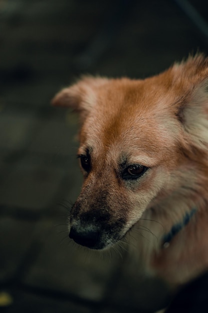 Retrato de close-up de um cachorro.