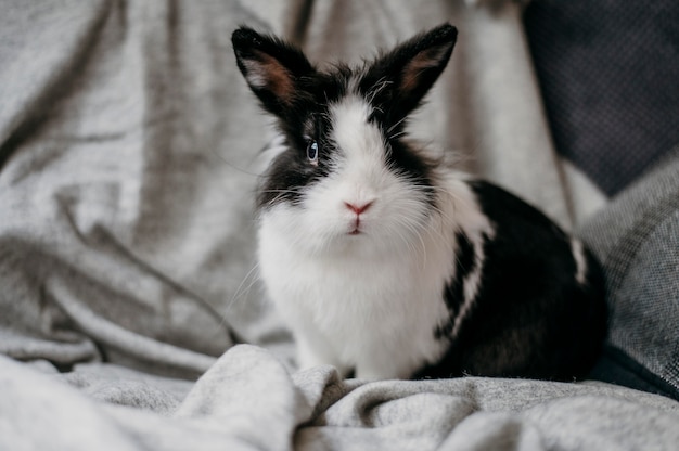 Retrato de coelho adorável