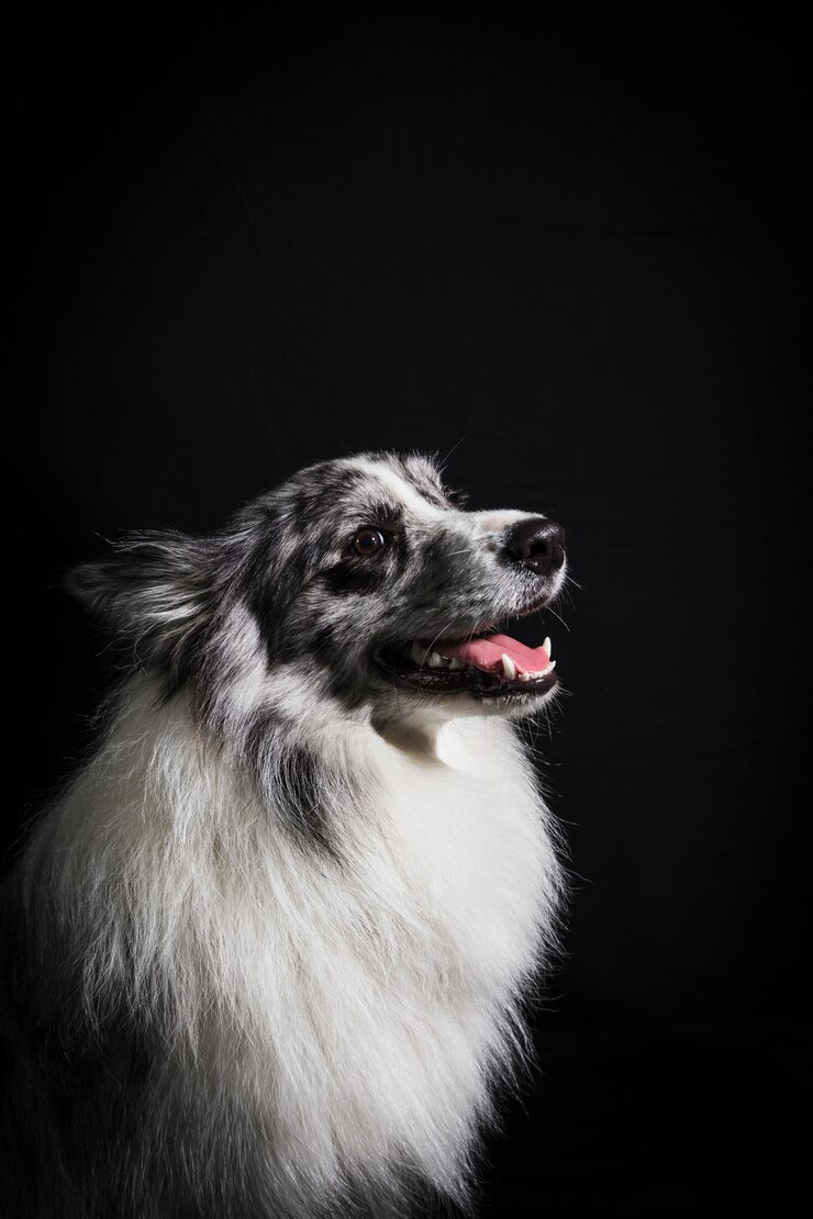 Foto grátis retrato, de, cute, border collie, cão