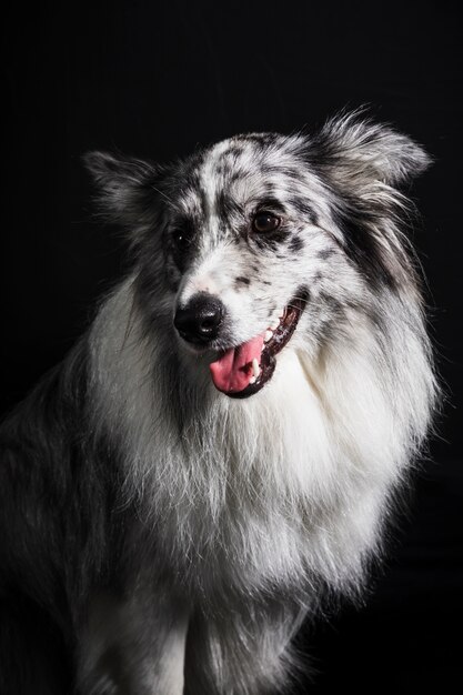 Retrato, de, cute, border collie, cão