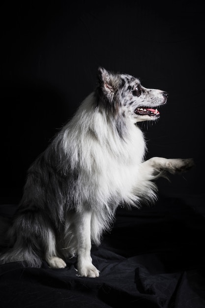 Retrato, de, cute, border collie, cão