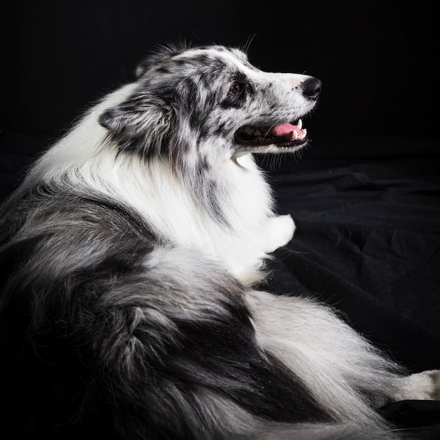 Retrato, de, cute, border collie, cão