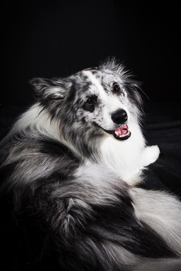 Foto grátis retrato, de, cute, border collie, cão