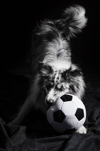 Foto grátis retrato, de, cute, border collie, cão