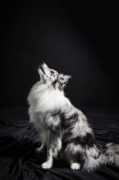 Retrato, de, cute, border collie, cão