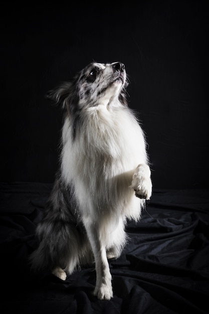 Retrato, de, cute, border collie, cão