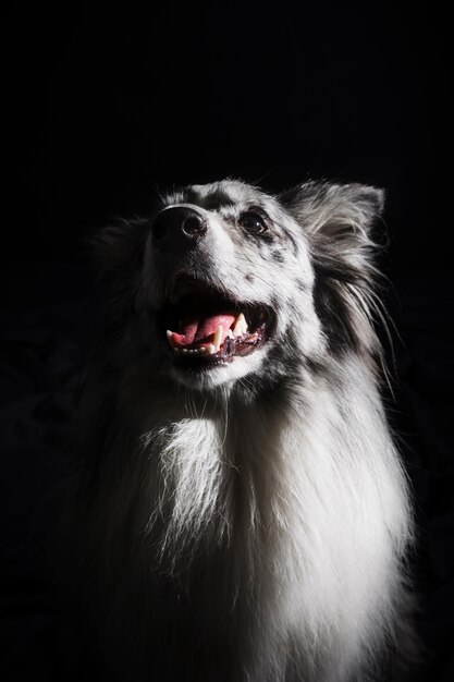 Retrato, de, cute, border collie, cão