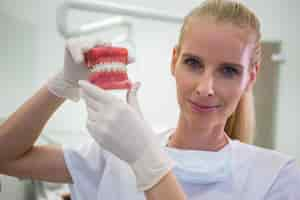 Foto grátis retrato de dentista feminina segurando um conjunto de dentaduras