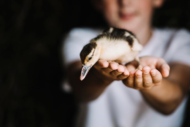 Retrato, de, duckling, ligado, menino, mão