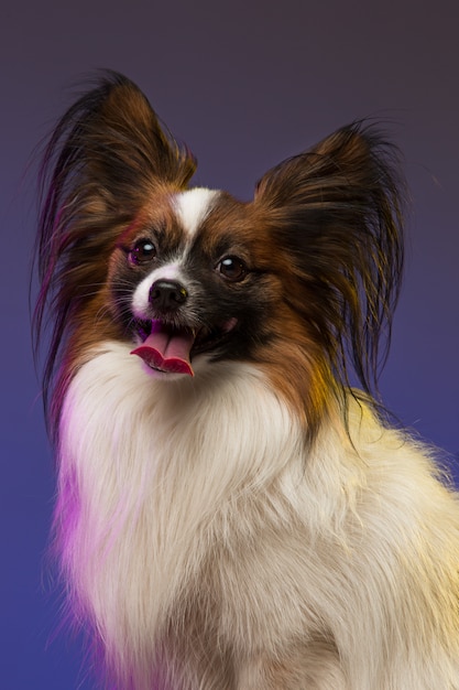 Retrato de estúdio de um pequeno cachorro bocejando papillon