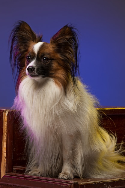 Retrato de estúdio de um pequeno cachorro bocejando papillon