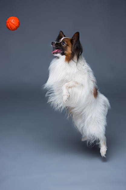 Retrato de estúdio de um pequeno cachorro bocejando papillon