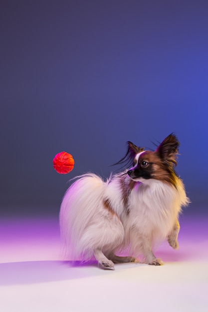 Retrato de estúdio de um pequeno cachorro bocejando papillon