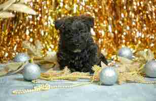 Foto grátis retrato de filhotes de scottish terrier na cor dourada