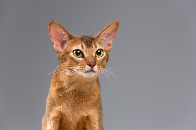 Retrato de gato jovem abissínio puro-sangue