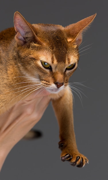 Retrato de gato jovem abissínio puro-sangue