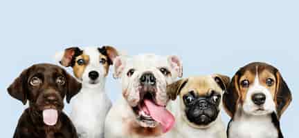 Foto grátis retrato de grupo de cachorrinhos adoráveis