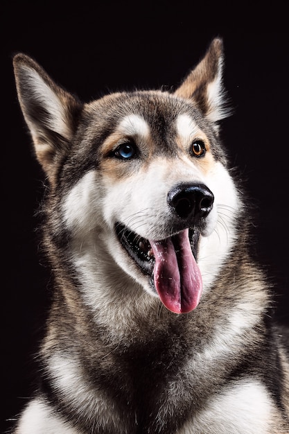 Retrato de Husky Siberiano com olhos de cores diferentes na superfície preta