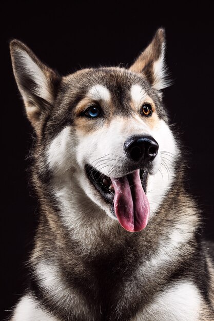 Retrato de Husky Siberiano com olhos de cores diferentes na superfície preta