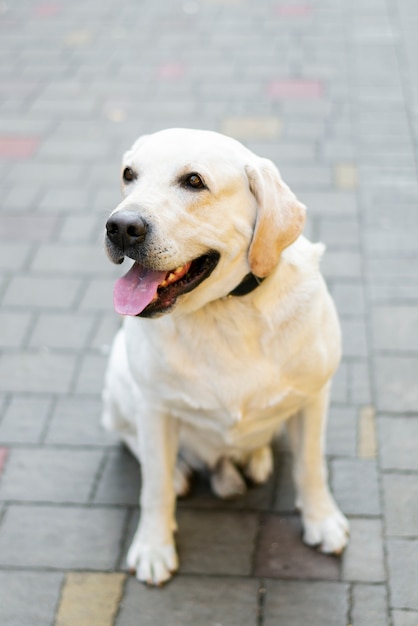 Retrato de labrador adorável ao ar livre