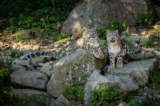 Retrato de leopardo da neve em luz incrível Animal selvagem no habitat natural Gato selvagem muito raro e único Irbis Panthera uncia Uncia uncia