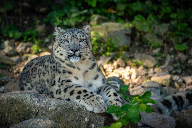 Retrato de leopardo da neve em luz incrível Animal selvagem no habitat natural Gato selvagem muito raro e único Irbis Panthera uncia Uncia uncia