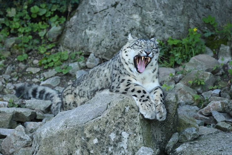 Foto grátis retrato de leopardo da neve em uma luz incrível
