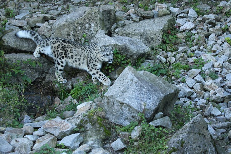 Foto grátis retrato de leopardo da neve em uma luz incrível