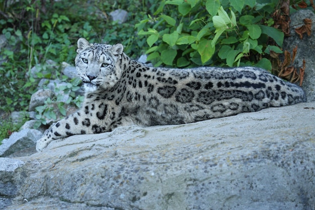 Retrato de leopardo da neve em uma luz incrível