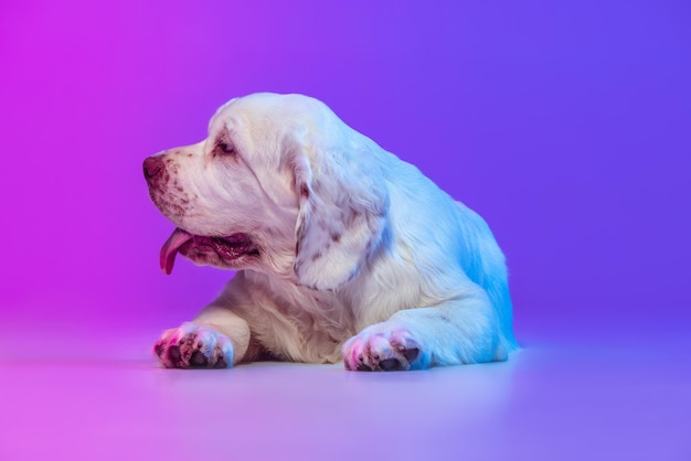 Retrato de meio comprimento de lindo cachorro grande calmo branco Clumber posando isolado sobre fundo de estúdio azul rosa gradiente no filtro de luz neon Conceito de ação de movimento animais de estimação amam a vida animal