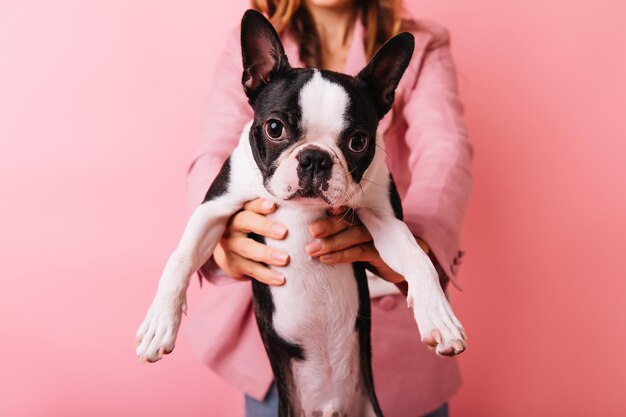 Retrato de mulher de casaco rosa com buldogue francês em primeiro plano Foto interior de modelo feminino moderno segurando cachorrinho