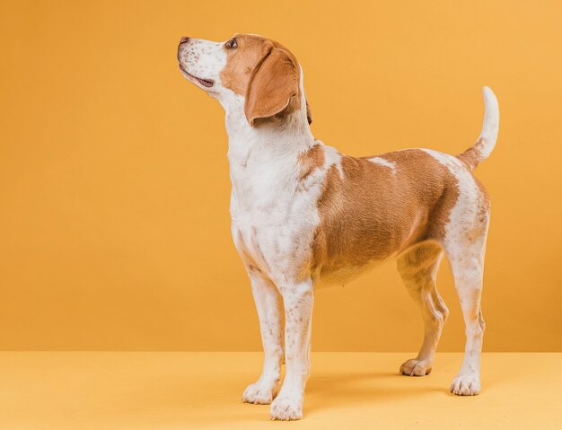 Retrato de orgulhoso lindo cão