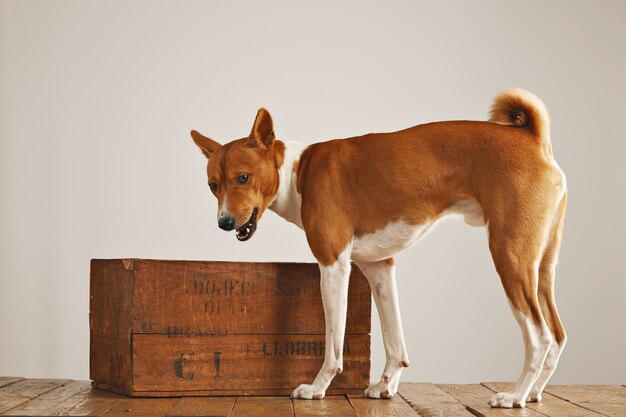 Retrato de pé de um cachorrinho fofo e ativo ao lado de uma caixa de vinho vintage marrom em um estúdio com paredes brancas