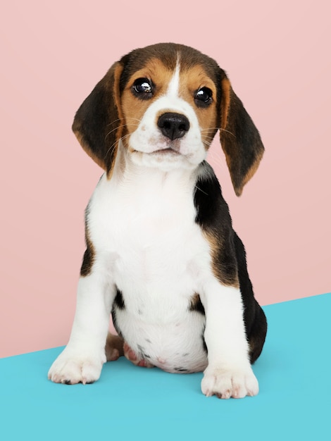 Retrato de solo adorável cachorro beagle