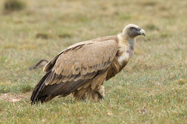 retrato de um abutre de pé na grama