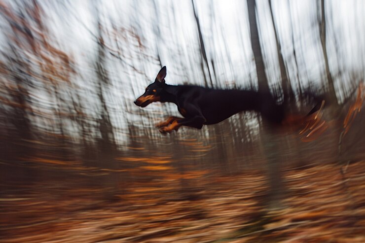 Foto grátis retrato de um adorável cão doberman