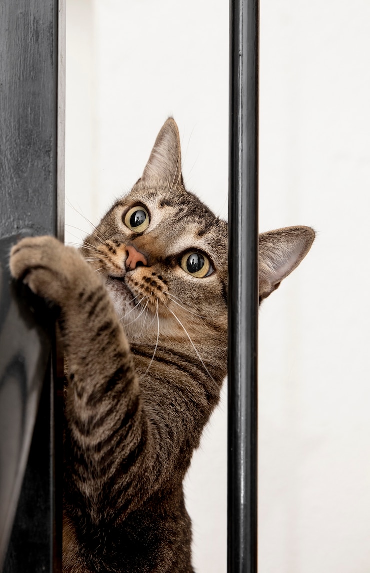 Foto grátis retrato de um adorável gato doméstico