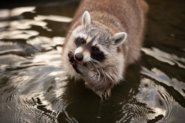 Retrato de um adorável guaxinim em um lago