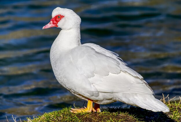 Retrato de um adorável pato branco com um bico vermelho em pé na grama perto da água