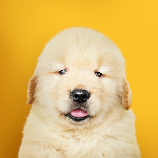 Retrato, de, um, adorável, retriever dourado, filhote cachorro