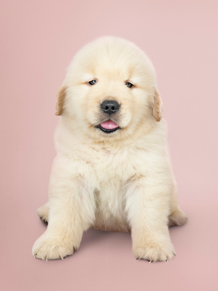 Foto grátis retrato, de, um, adorável, retriever dourado, filhote cachorro