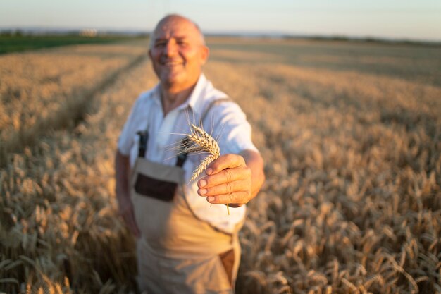Foto grátis retrato de um agricultor agrônomo bem-sucedido em um campo de trigo segurando safras de trigo