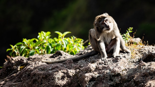 Retrato de um animal. macaco selvagem. Bali. Indonésia