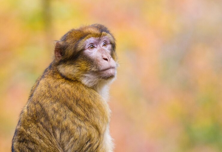 Foto grátis retrato de um barbary macaque no fundo desfocado com cores da floresta de outono
