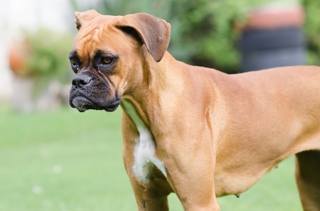 Retrato de um cão boxer fofo