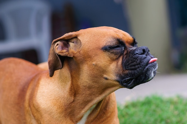 Retrato de um cão boxer fofo