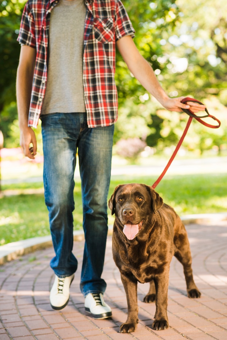 Foto grátis retrato, de, um, cão, com, homem, parque
